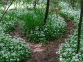 Wild Garlic