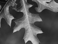 Oak leaf