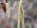 Catkins